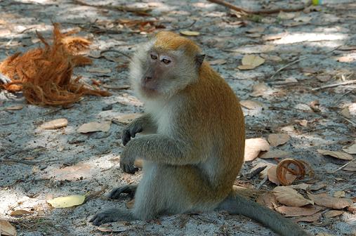 Monkey Beach Penang