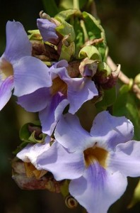 Bluetenpracht