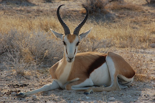 Springbok