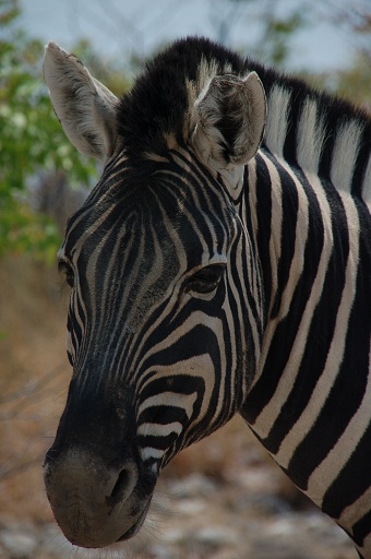 Zebra 2