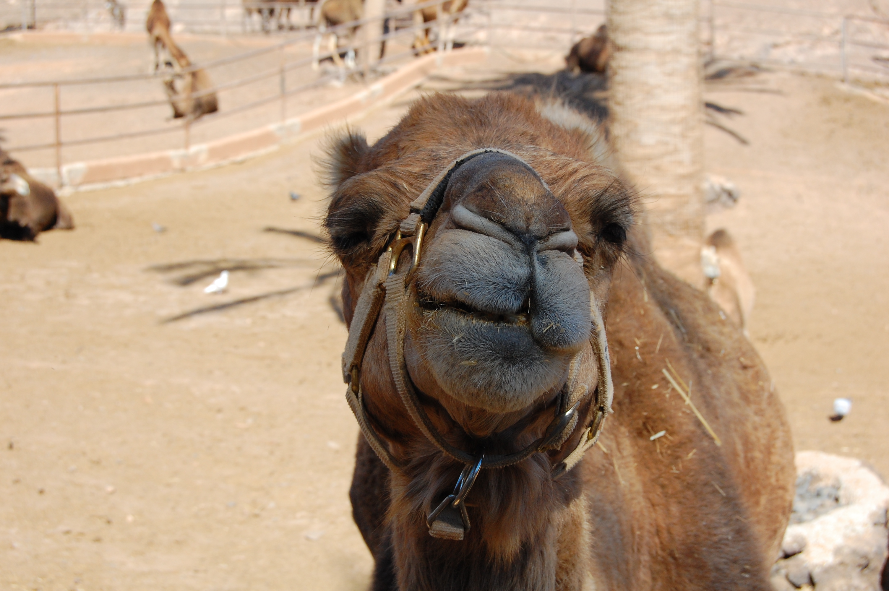 Zufriedenes Kamel im Oasis Park